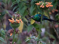 Vogels Sunbird1